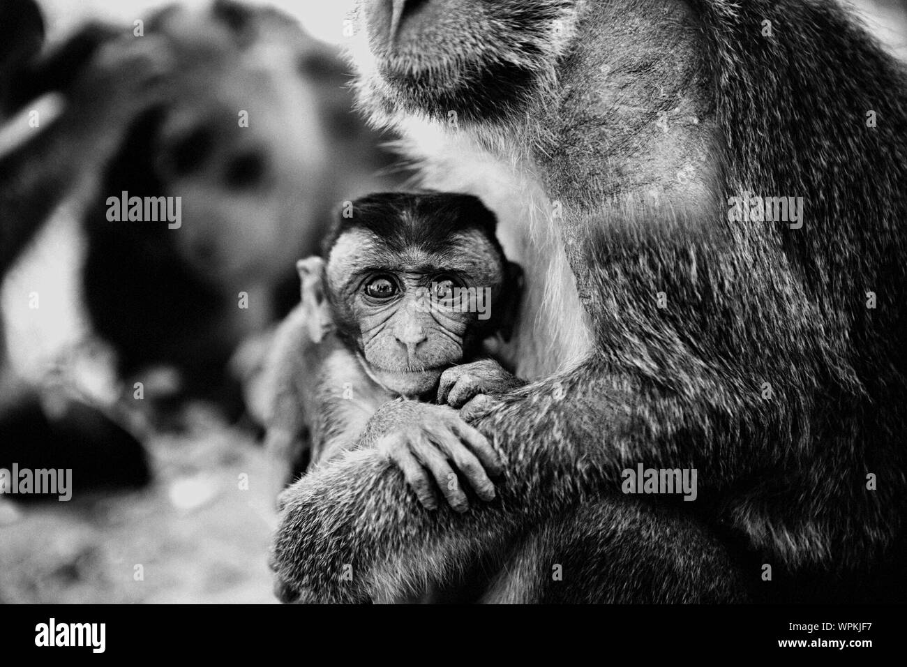 Retrato de animal joven con mono Foto de stock