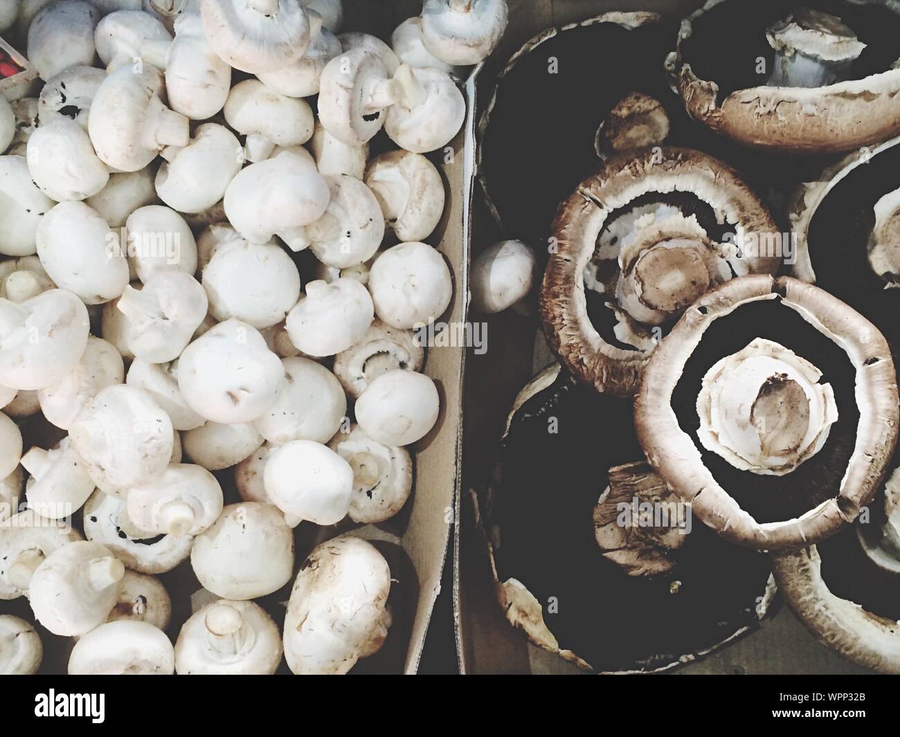 Stand mushroom fotografías e imágenes de alta resolución Alamy