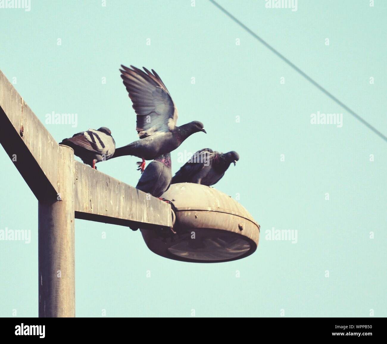 Ángulo de visión baja de palomas donde se posan en la calle la luz  Fotografía de stock - Alamy