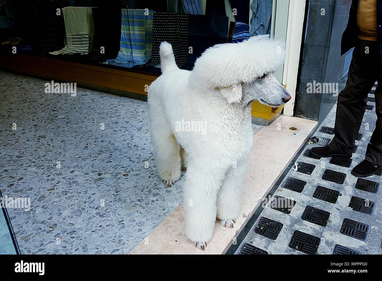 Caniche Real Fotos E Imagenes De Stock Alamy