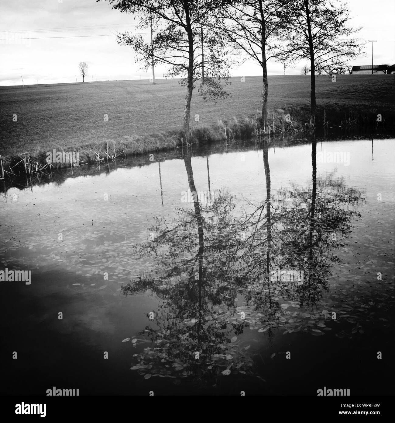 Los árboles reflejando en el lago en la granja Foto de stock