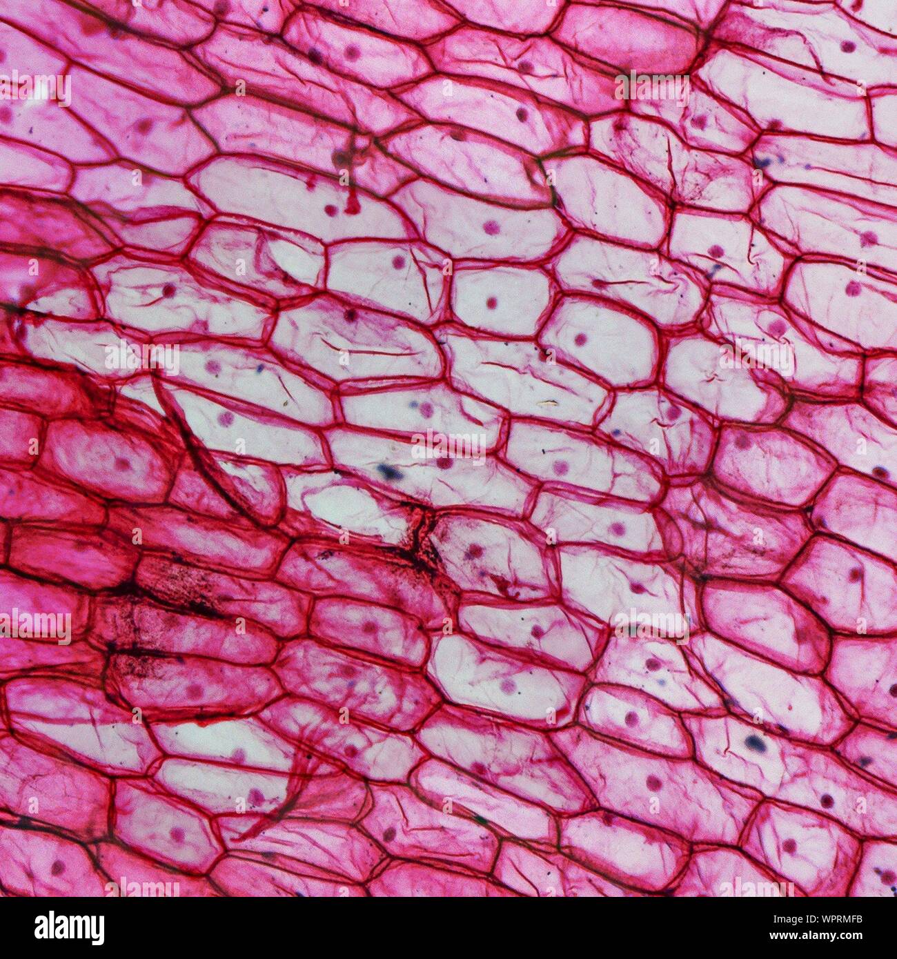 Vista microscópica de las células Foto de stock