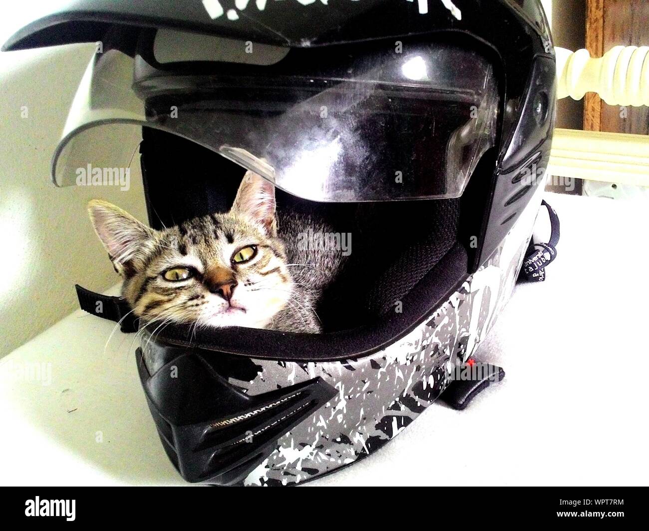 de gato fotografías e imágenes alta resolución - Alamy