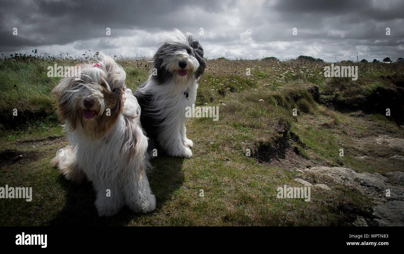 Vista frontal de dos perros de pastor polaco de tierras bajas contra el cielo gris Foto de stock