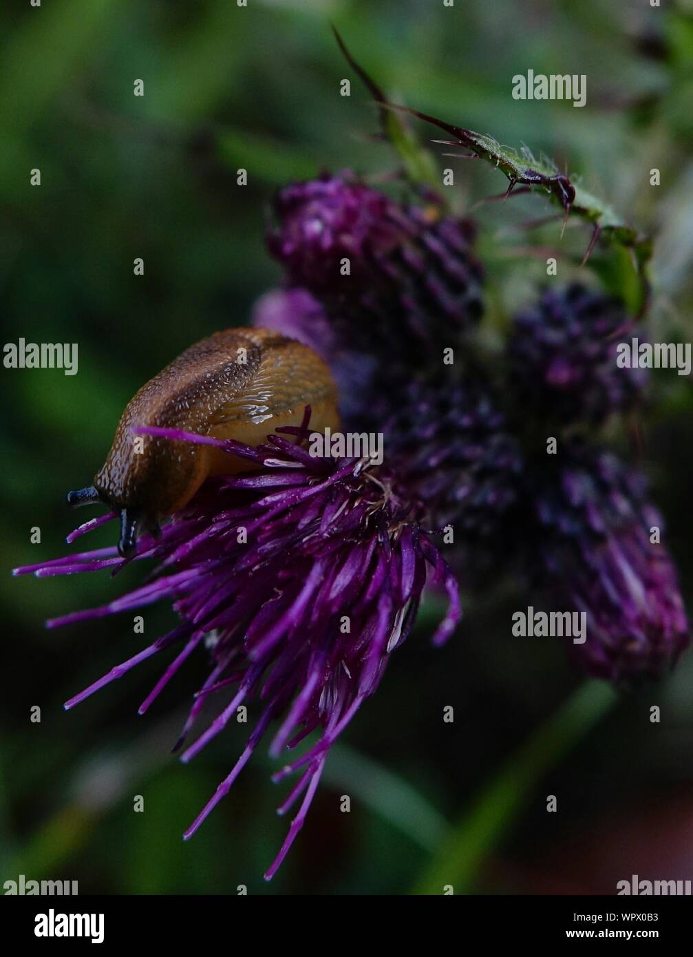 Babosa en flor fotografías e imágenes de alta resolución - Alamy