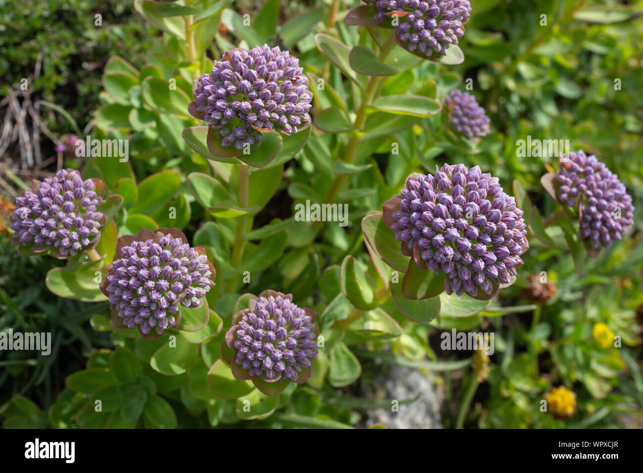 Hylotelephium flores alpinas anacampseros (Amor-restauración stonecrop). El Valle de Aosta, Italia. Foto de stock