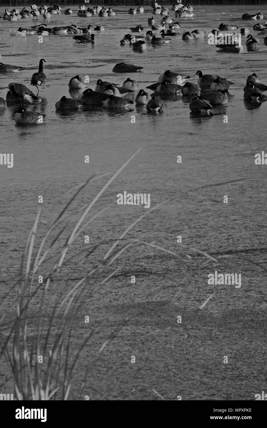 Bandadas de gansos salvajes, principalmente de Canadá, invernando en Lindsey parque público de pesca, Canyon Lake, Texas. Foto de stock