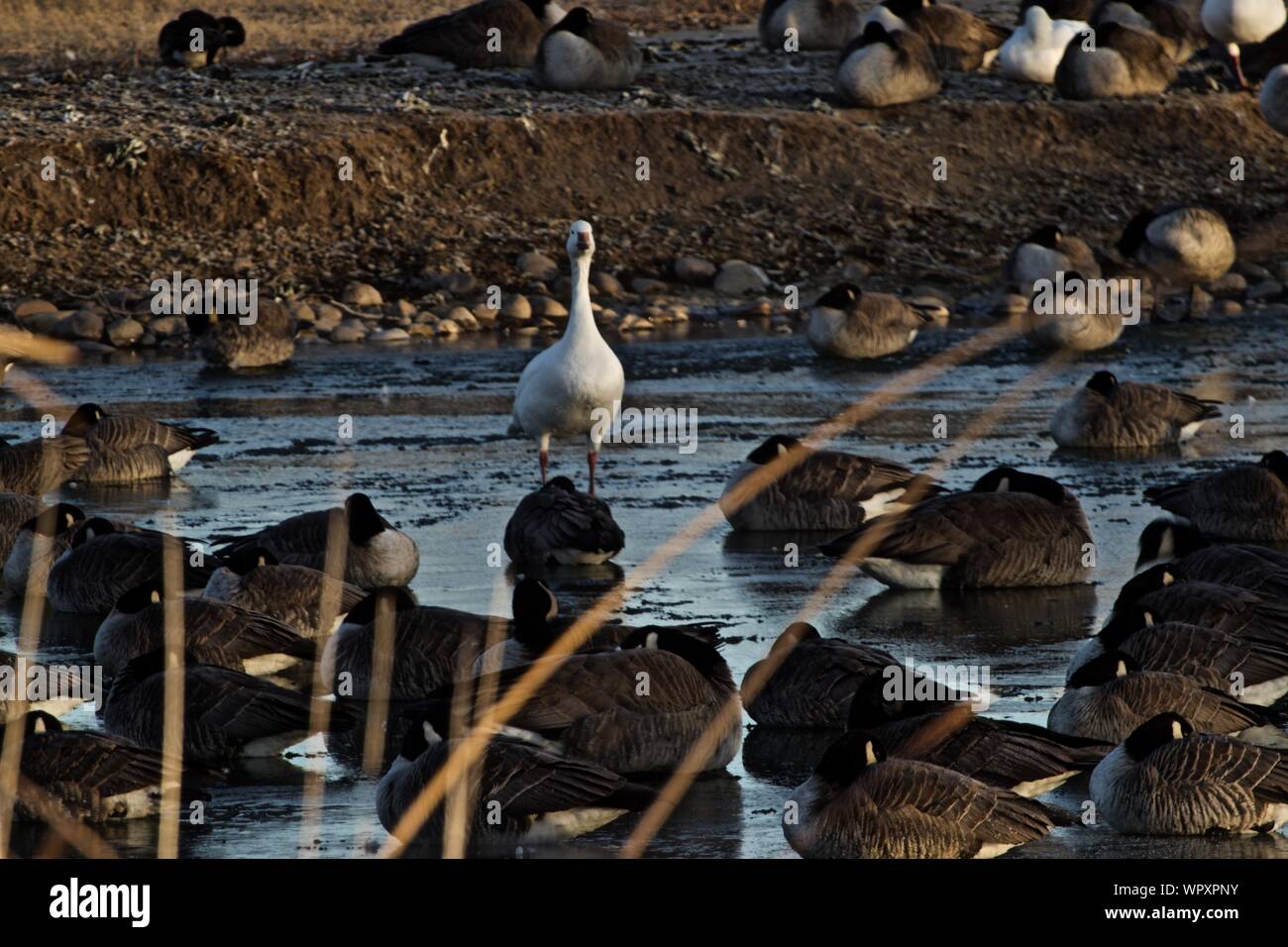 Bandadas de gansos salvajes, principalmente de Canadá, invernando en Lindsey parque público de pesca, Canyon Lake, Texas. Foto de stock