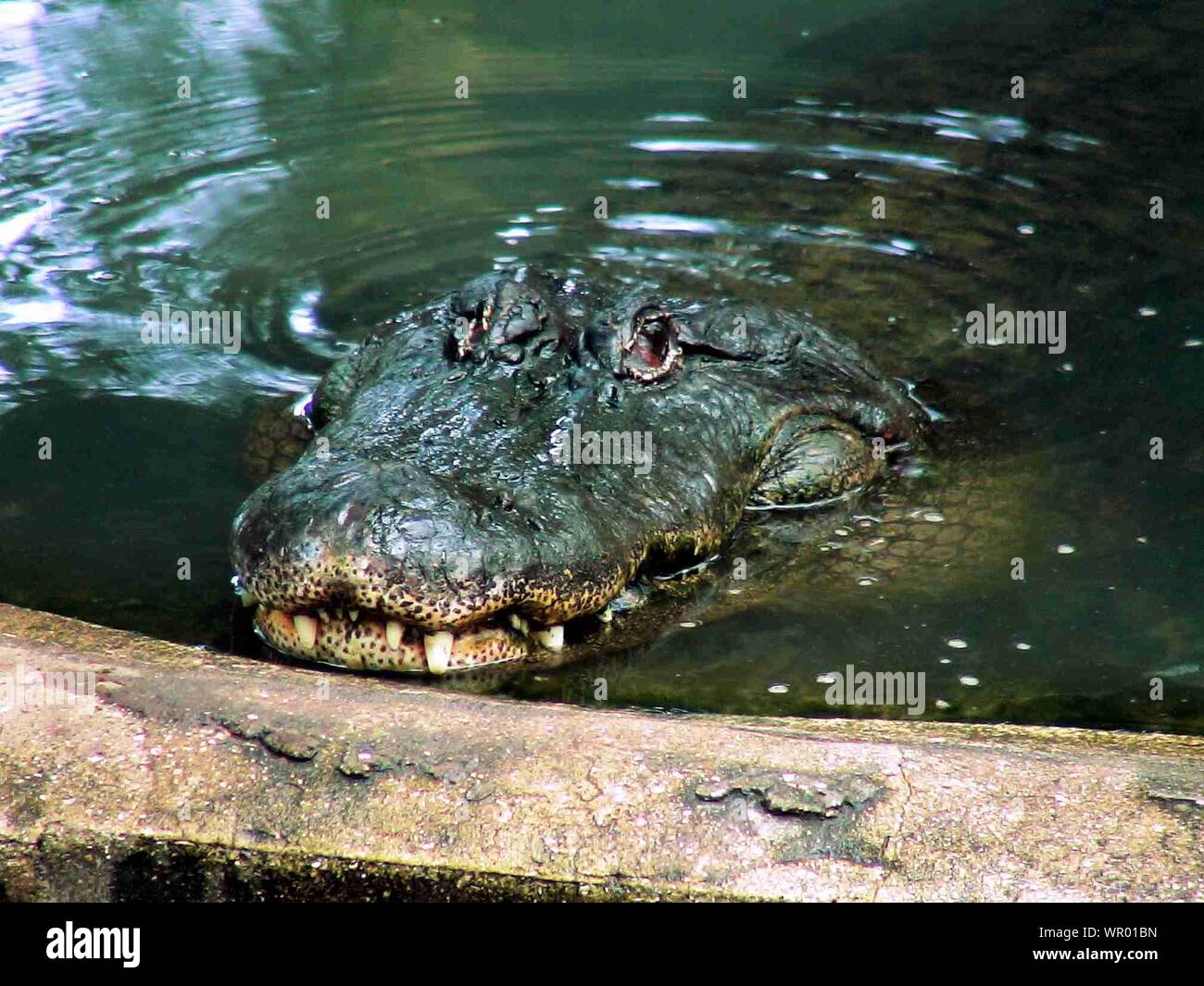 Alligator river fotografías e imágenes de alta resolución Alamy