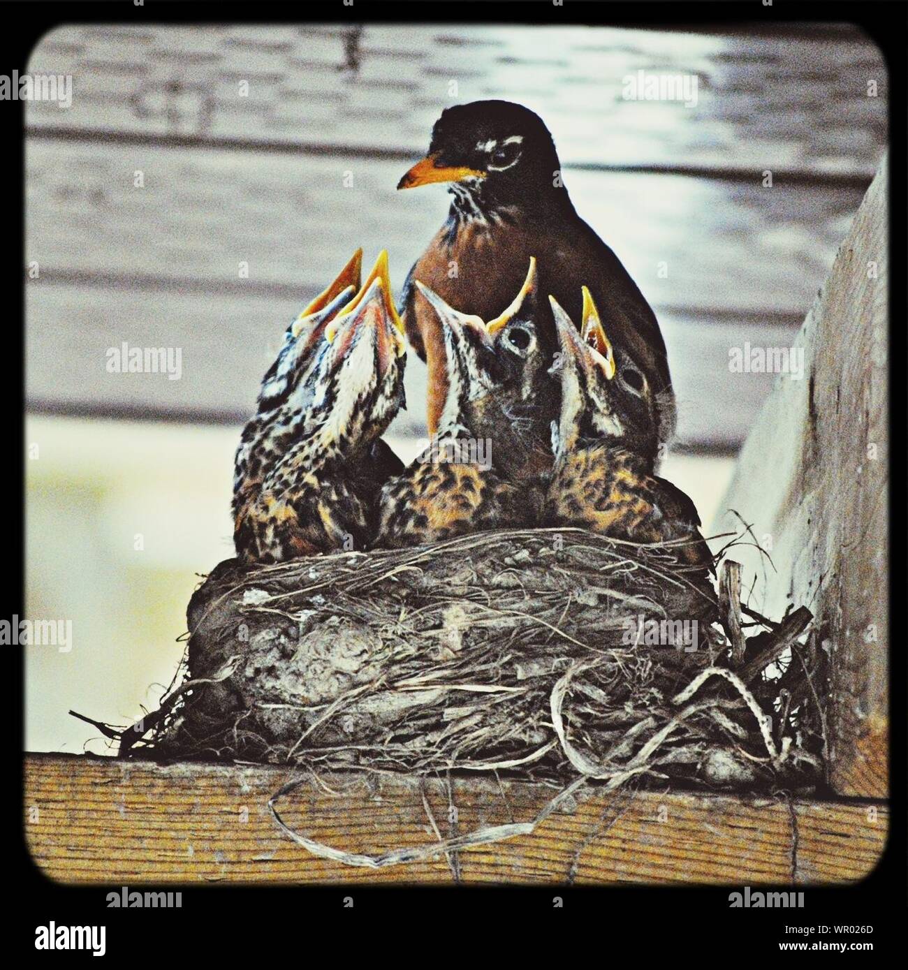 En un nido de pájaros con Cuatro pájaros jóvenes Foto de stock