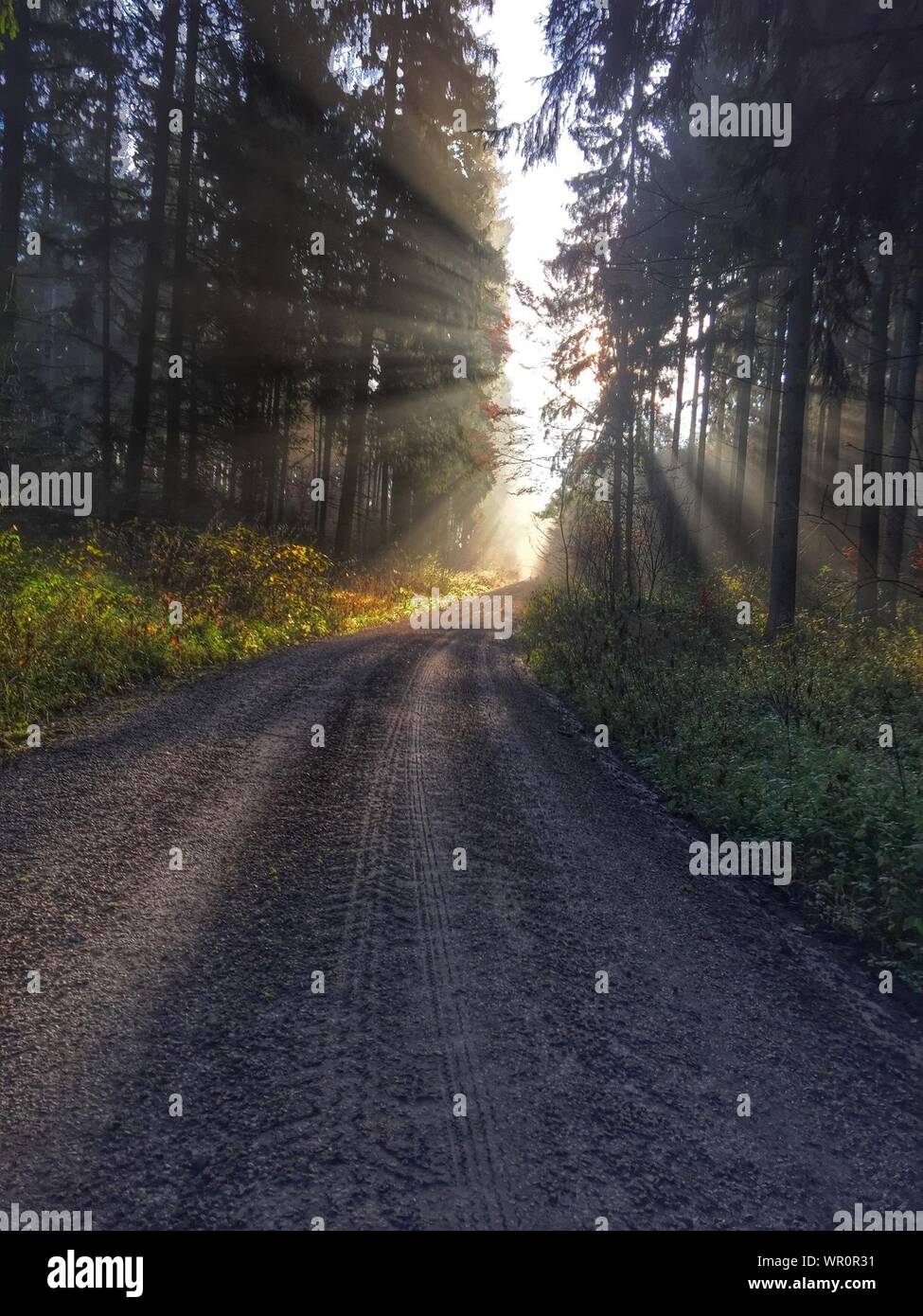 Rayos de sol a lo largo de los caminos rurales en el bosque Foto de stock