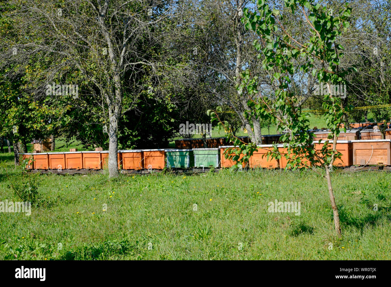 Gran colección de apiarios en un gran jardín rural el condado de Zala hungría Foto de stock
