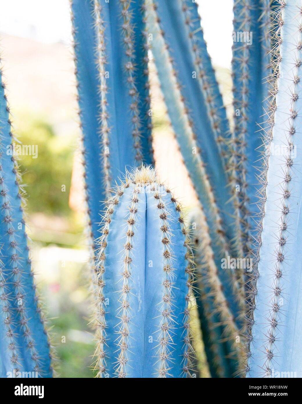 Cactus azul fotografías e imágenes de alta resolución - Alamy