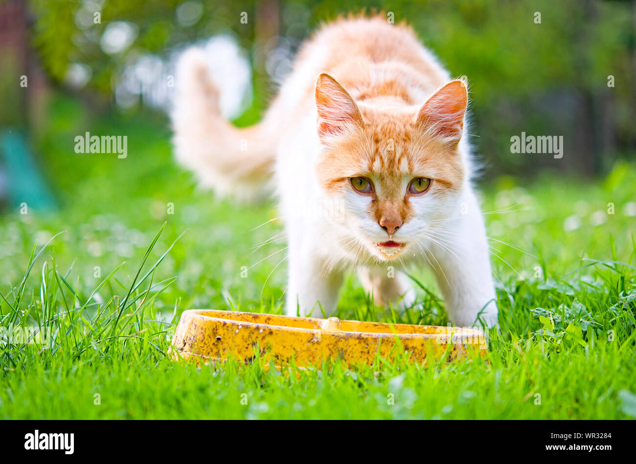 La escena del pueblo de Ucrania, con cerca de un gatito naranja y leche en sus bigotes Foto de stock