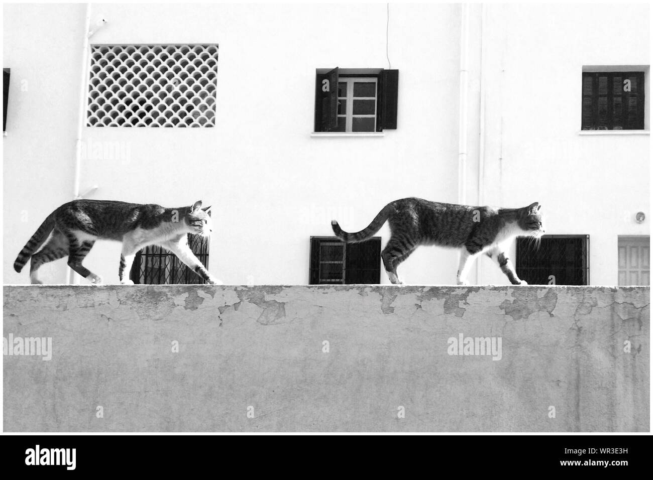 Gatos en la pared Imágenes recortadas de stock - Alamy