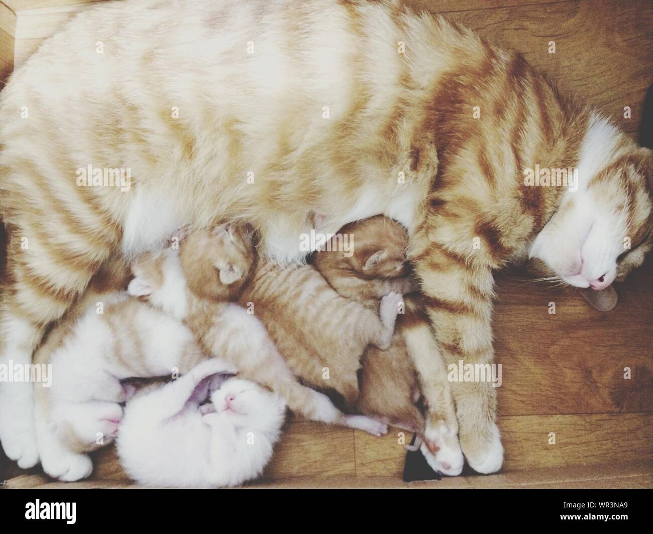 Familia de gatos yaciendo juntos sobre un piso de madera Foto de stock