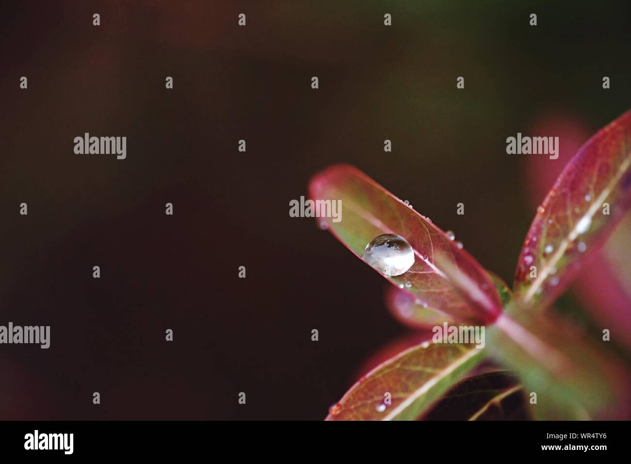 Gotas de agua en las hojas de las plantas fotografías e imágenes de alta  resolución - Alamy