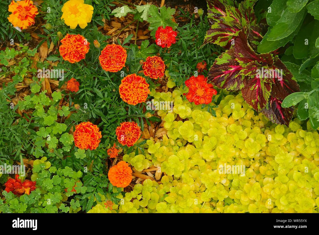 Flores de caléndula roja fotografías e imágenes de alta resolución - Alamy