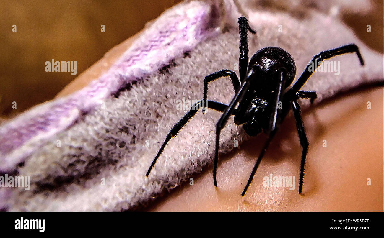 Close-up de pequeña araña en la parte del cuerpo humano Foto de stock
