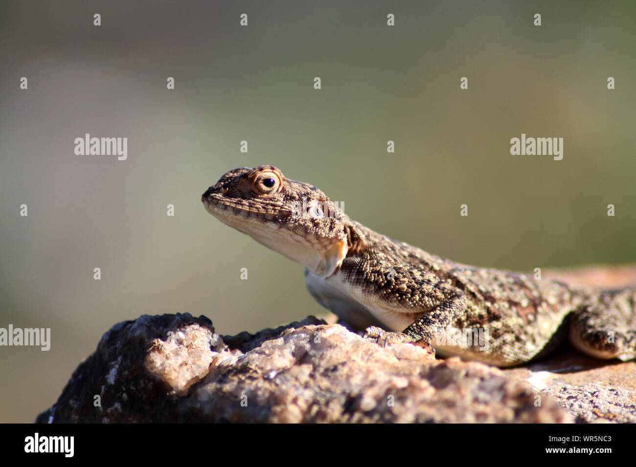 Spotted gecko, enano Hartebeespoort Dam, Sudáfrica Foto de stock
