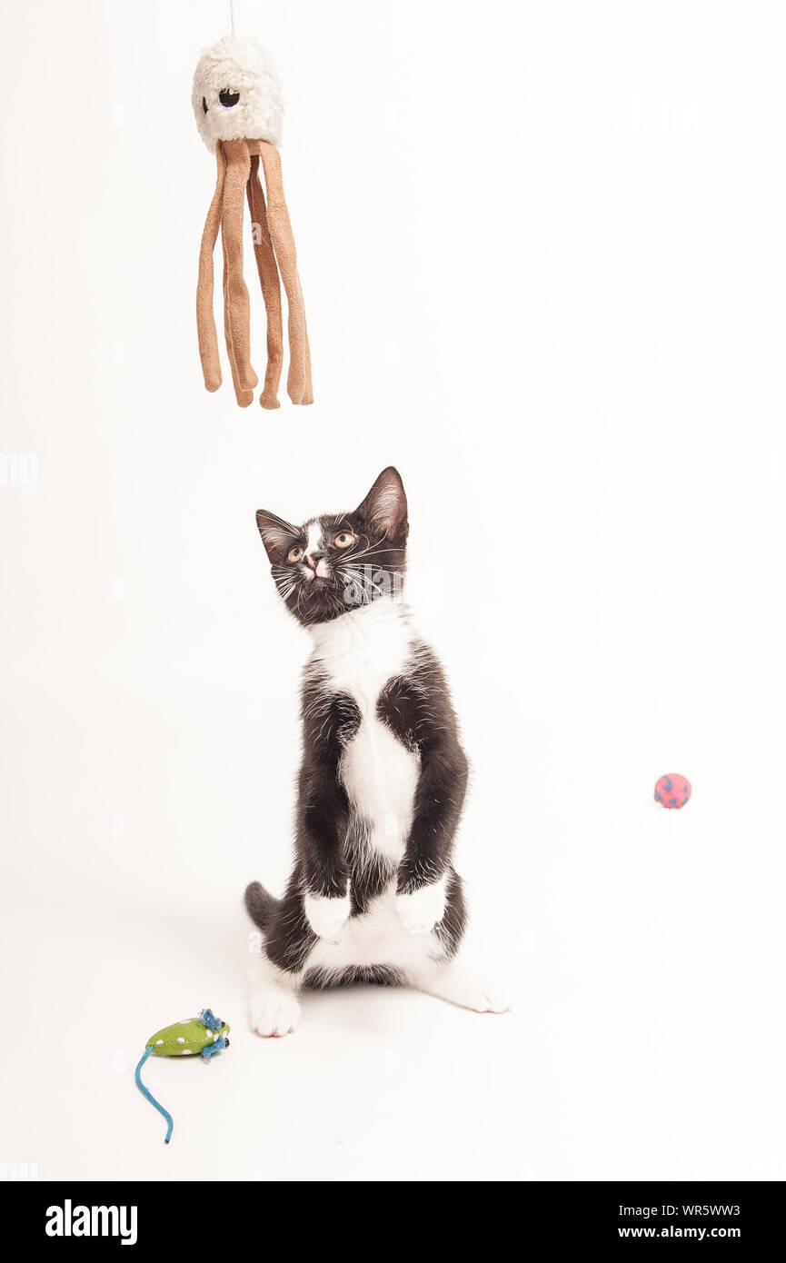 Gato Mirando Toy Pulpo mientras está sentado con el ratón contra el fondo  blanco Fotografía de stock - Alamy