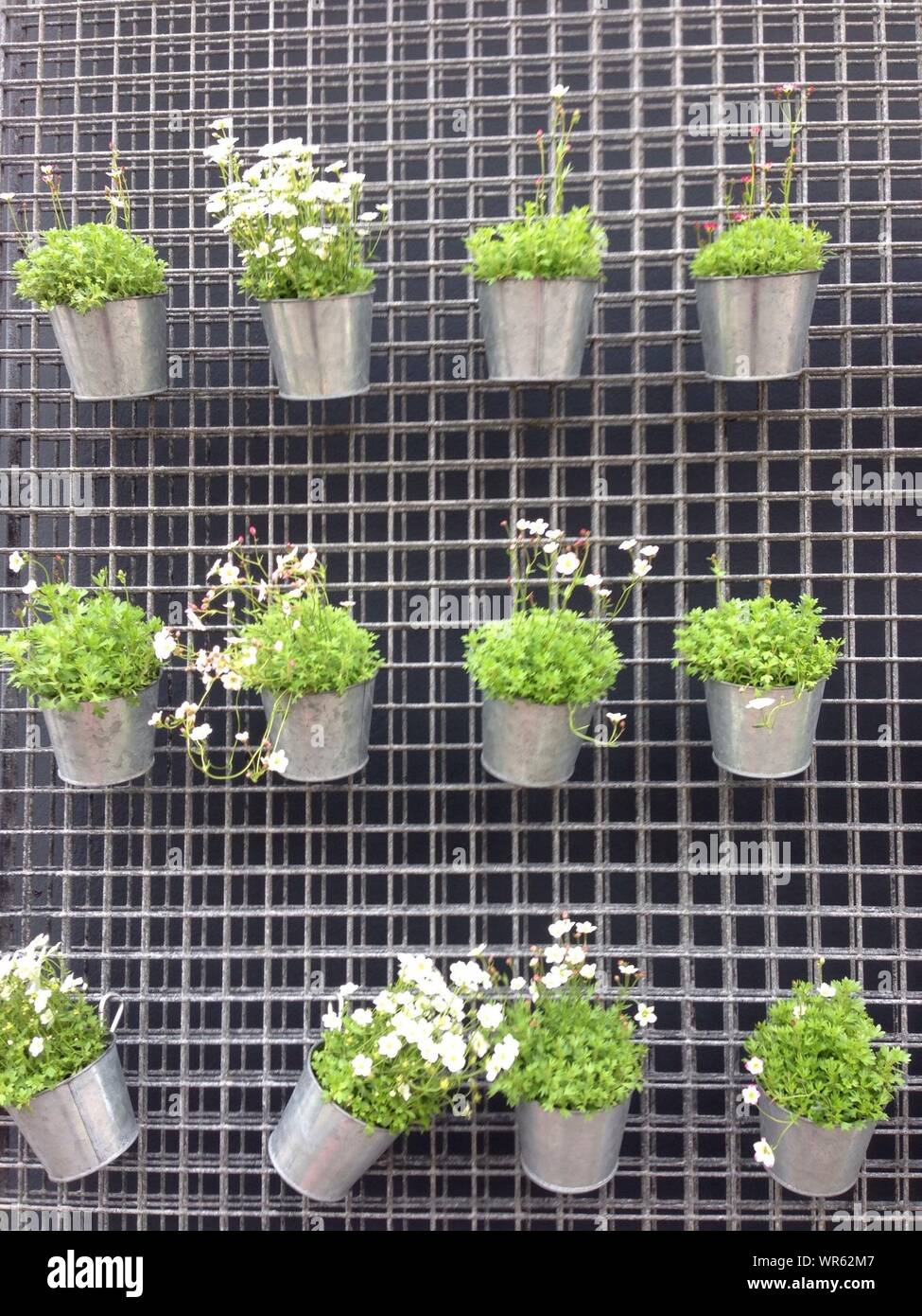 Plantas en macetas colgadas en la pared Fotografía de stock - Alamy