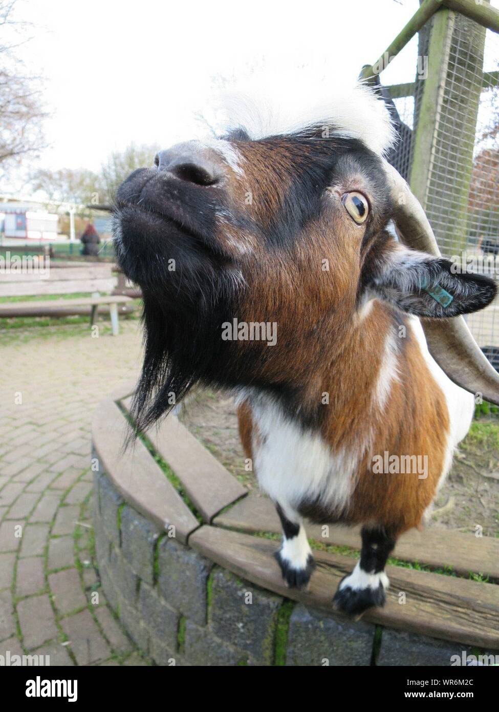 Close-up de cabra en el Botanischer Garten Grugapark Foto de stock