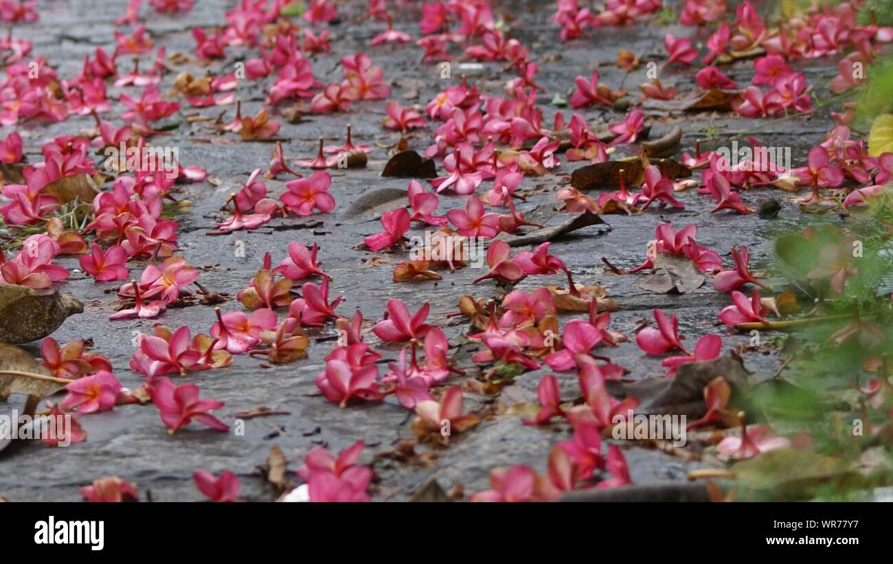 Flores caidas en el suelo fotografías e imágenes de alta resolución - Alamy