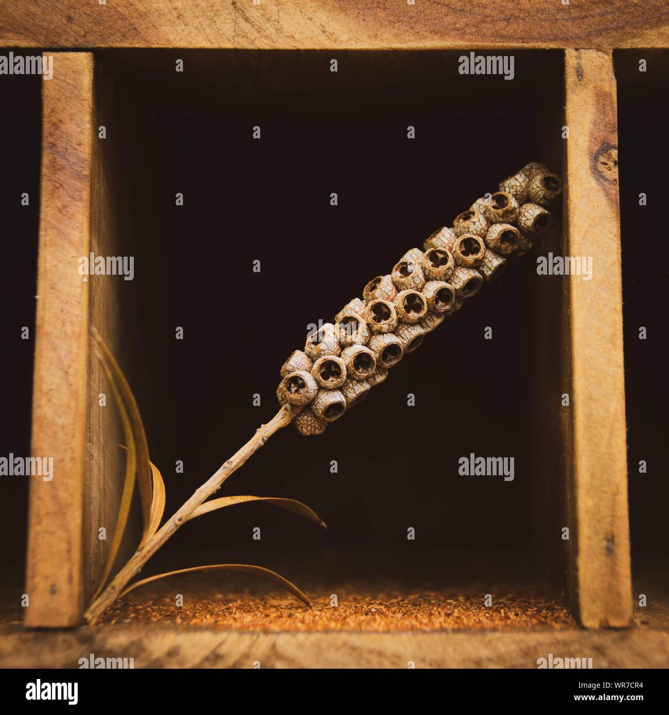 Flor o planta seca en una unidad de visualización de madera Foto de stock