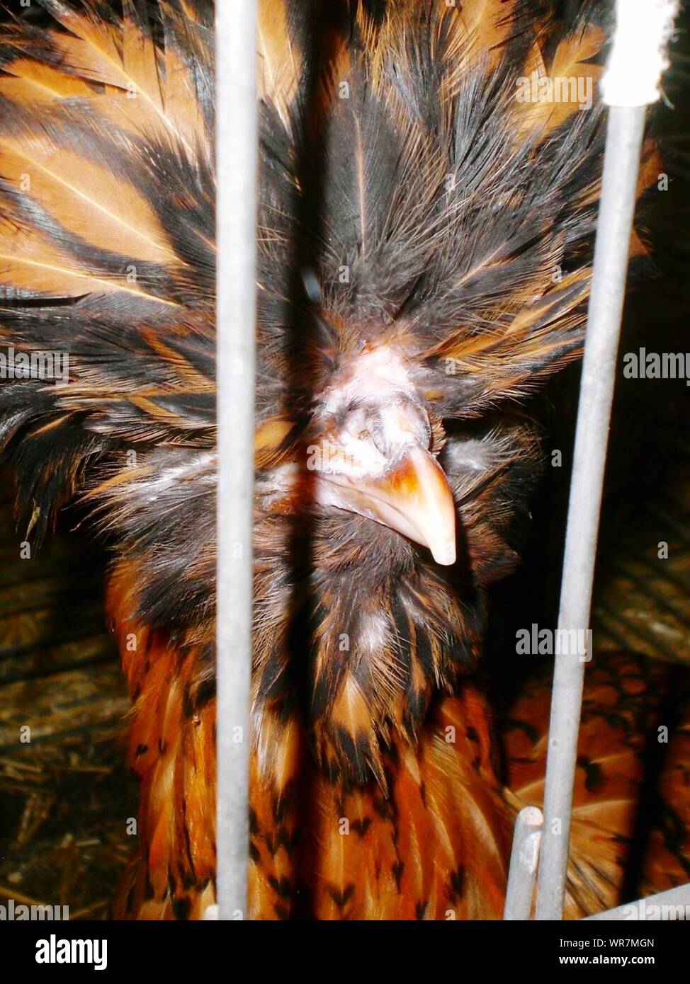 Pollo con corona de plumas Fotografía de stock - Alamy