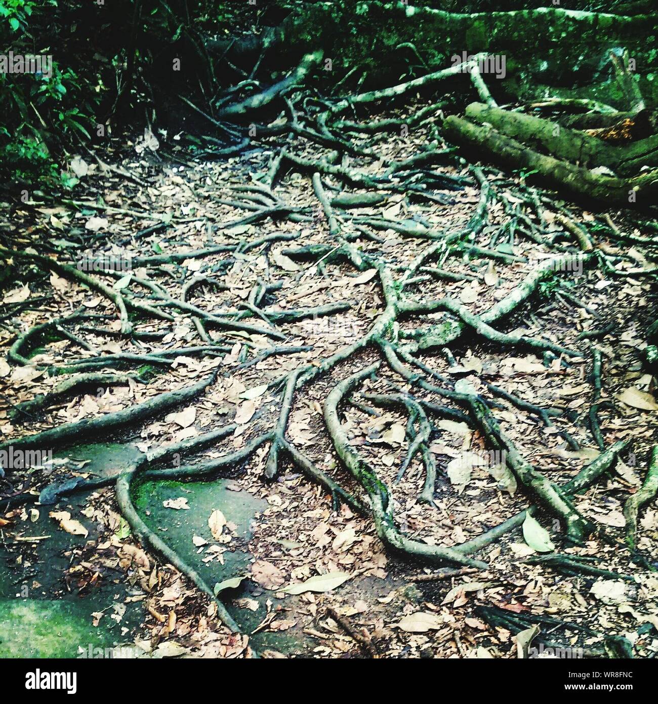 Árboles caídos y ramas sobre el camino de tierra de naturaleza salvaje bosque Foto de stock