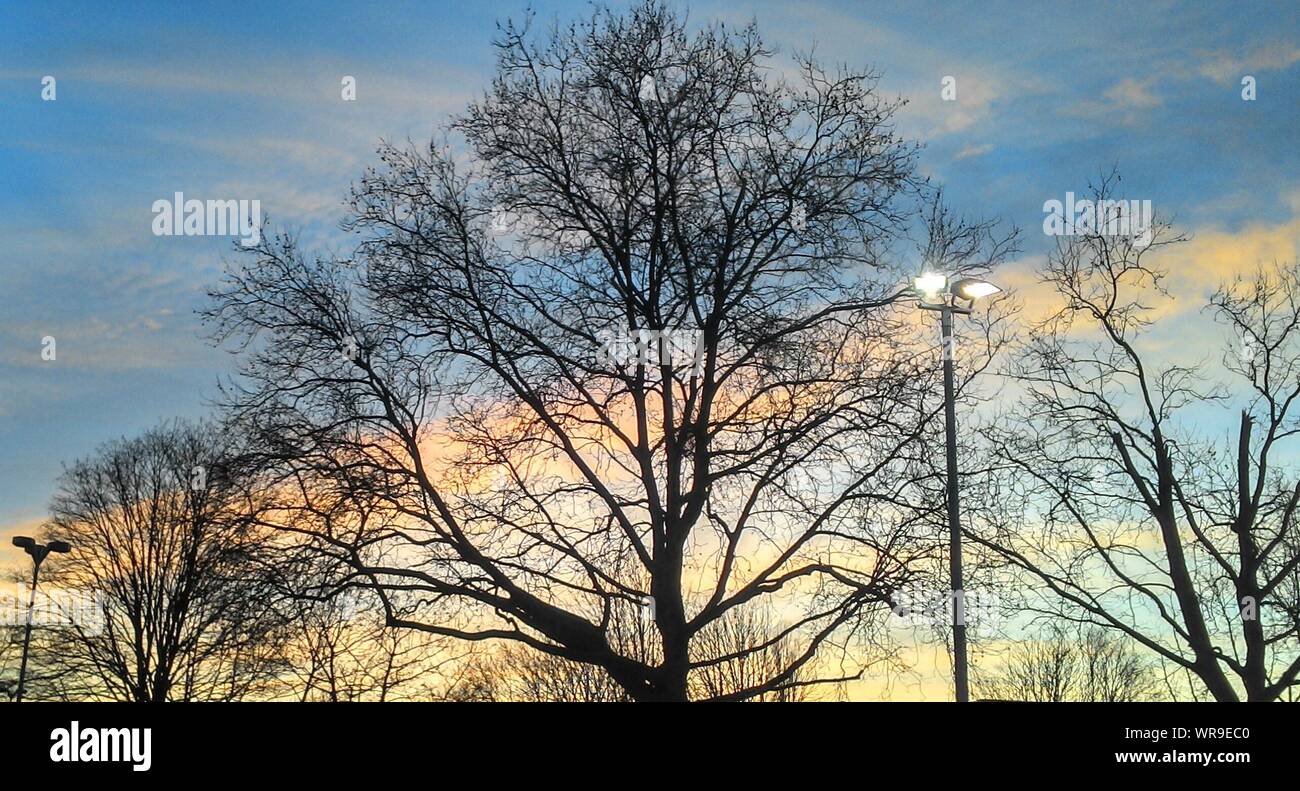 Silueta de árboles desnudos y alumbrado de la calle al atardecer Foto de stock