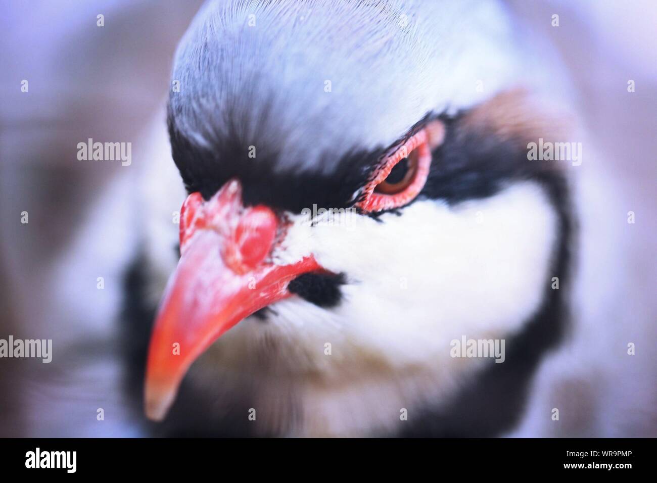 Close-up de pájaro con pico rojo Foto de stock