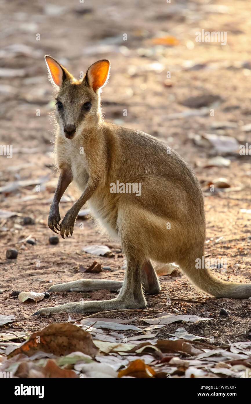 Wallaby ágil orientada en la cálida luz del atardecer, Katherine, el Territorio del Norte, Australia Foto de stock