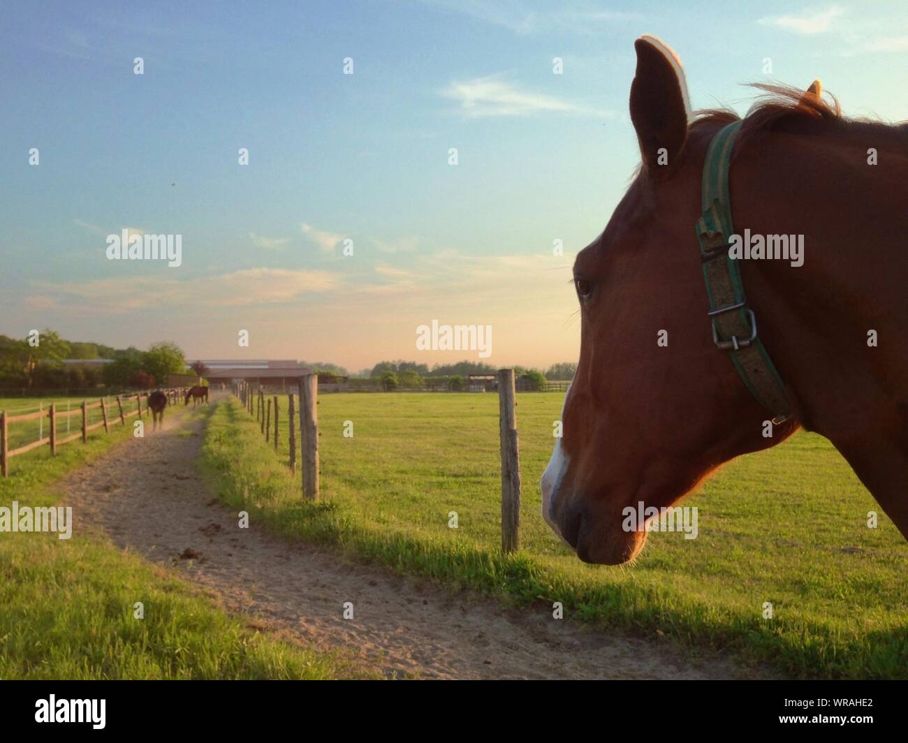 Los caballos se desplazan a lo largo de la ruta del país Fotografía de stock Alamy