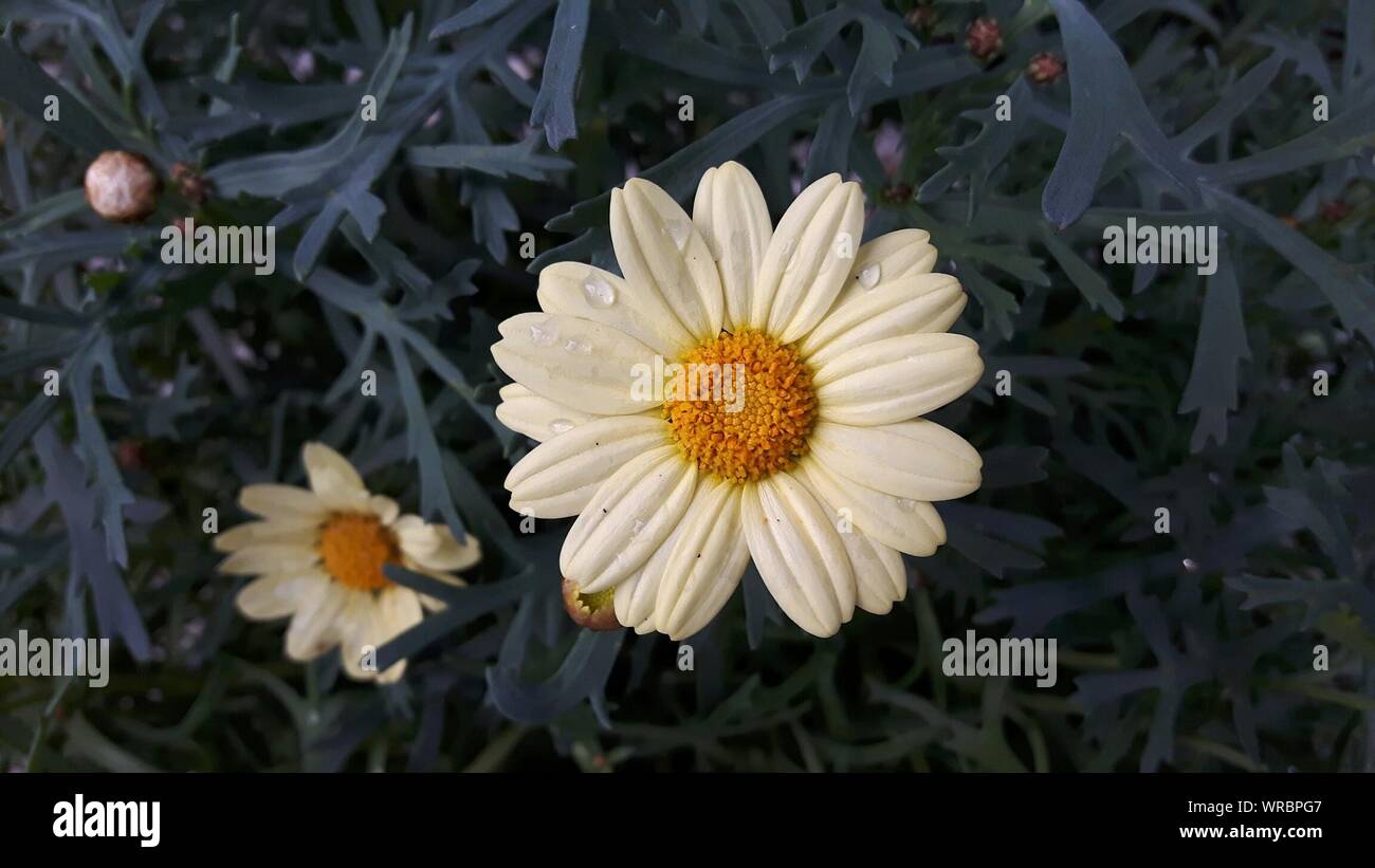 Close-up de gota de agua sobre la flor en el patio de atrás Foto de stock
