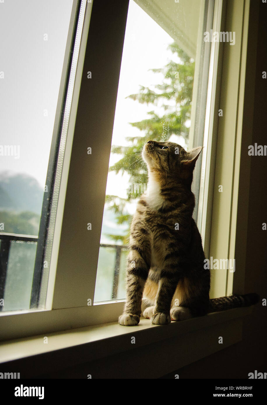 Gato Sentado sobre el alféizar de la ventana en casa Foto de stock