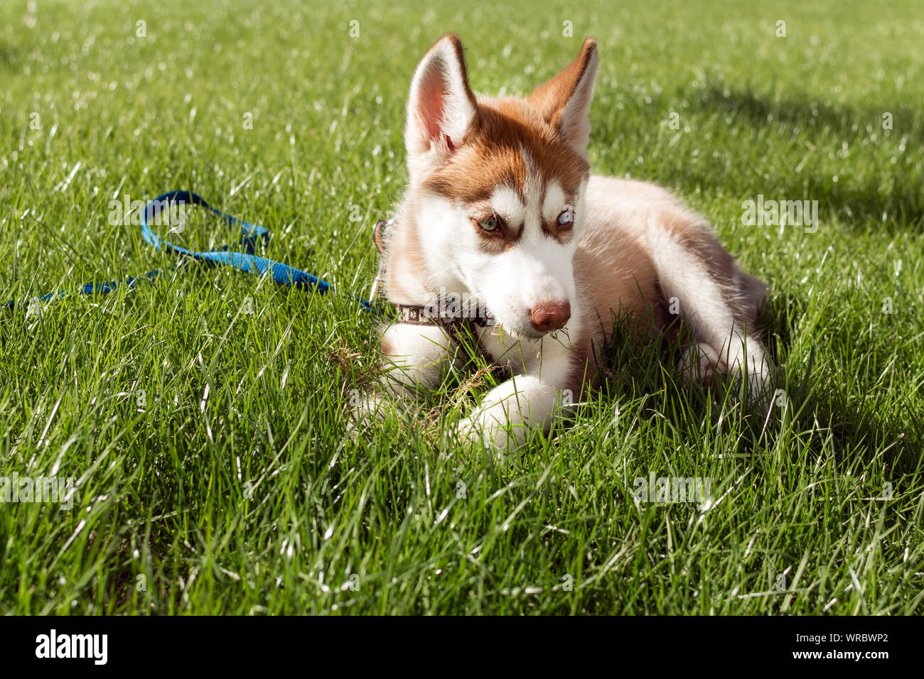 Cachorro de Husky jugando en un césped verde en el exterior. Hermosa  siberiano perro blanco y marrón Fotografía de stock - Alamy