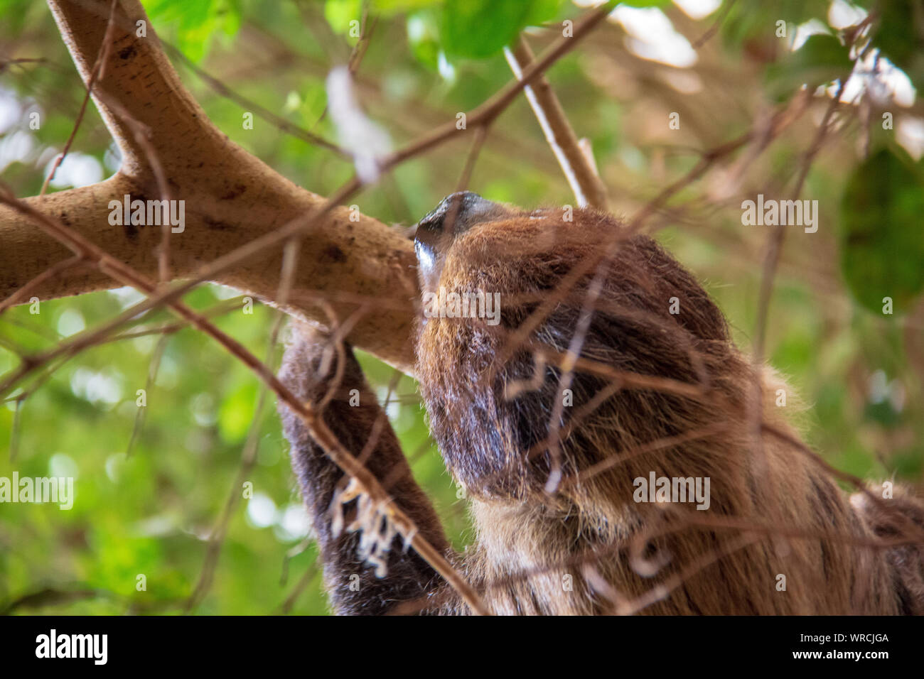 Vista cercana de la cabeza de un linneo dos dedos cada sloth (Choloepus didactylus) colgado boca abajo de un árbol Foto de stock