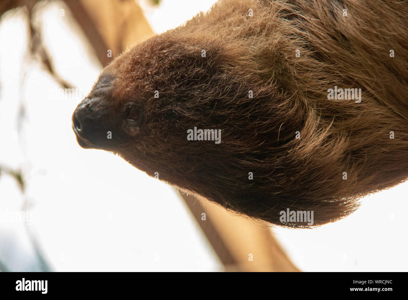 Vista cercana de la cabeza de un linneo dos dedos cada sloth (Choloepus didactylus) colgado boca abajo de un árbol Foto de stock