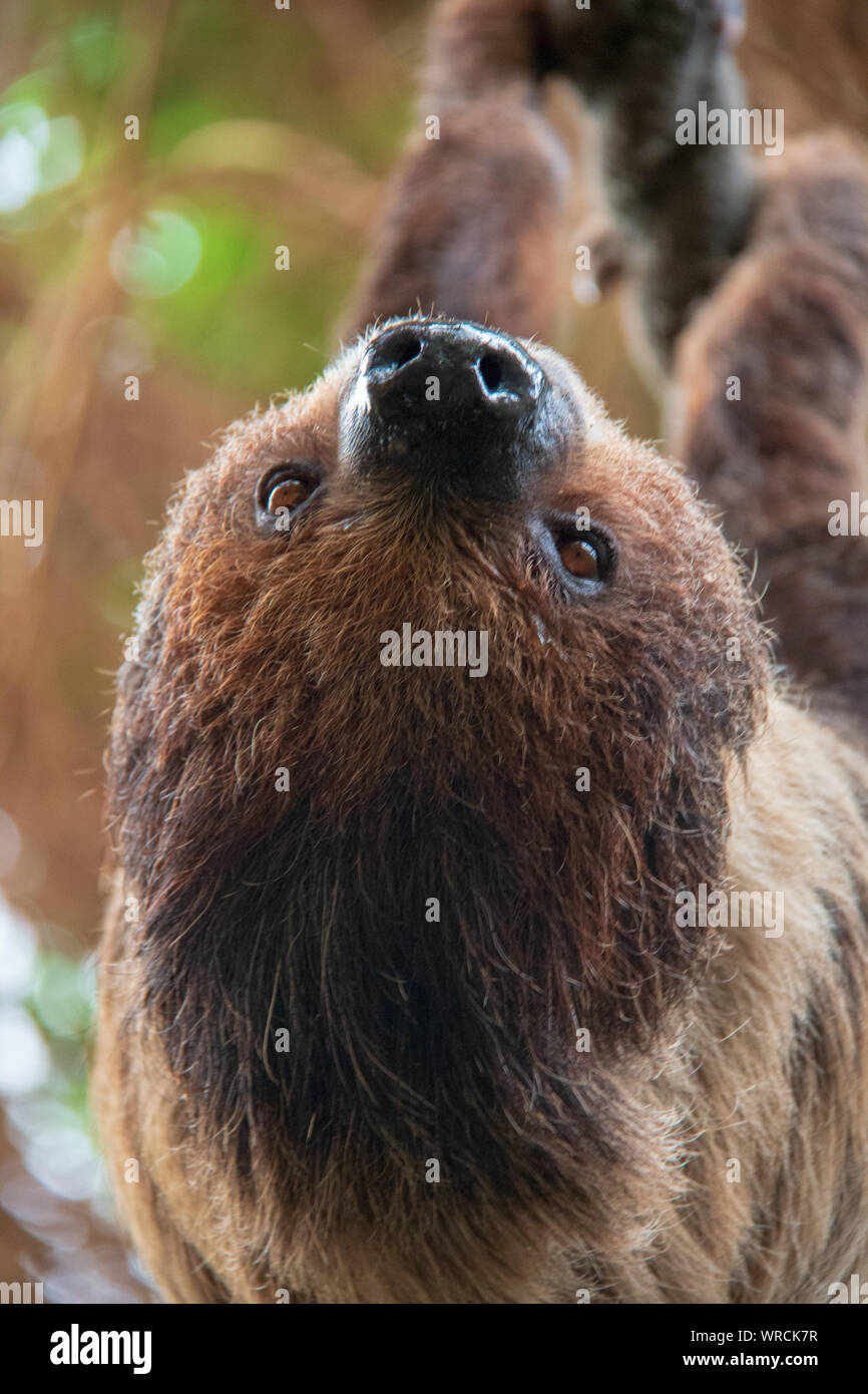 Vista cercana de la cabeza de un linneo dos dedos cada sloth (Choloepus didactylus) colgado boca abajo de un árbol Foto de stock