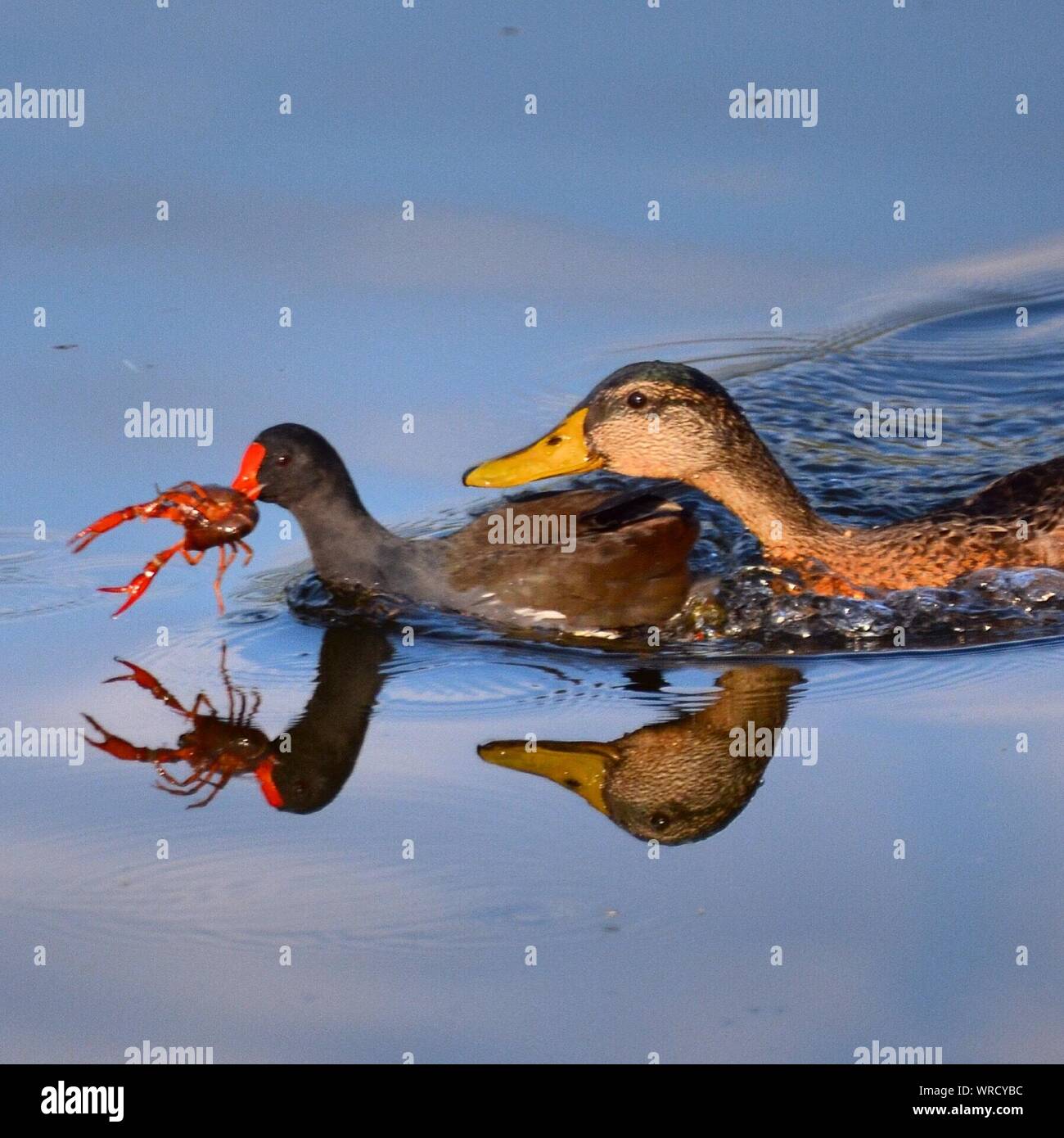 Un alto ángulo de visualización de pato llevando de langosta en la boca mientras la natación en el lago Foto de stock