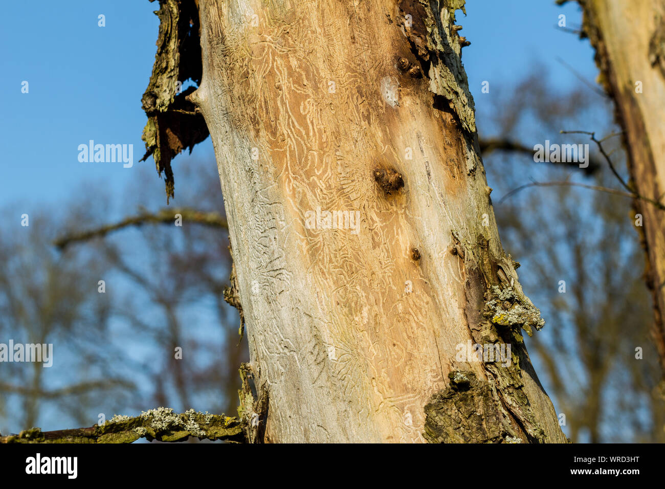 Cambio climático muerto bosque árbol muerto con copos de corteza y wormholes. Rastros del gusano en frente de cielo azul Foto de stock