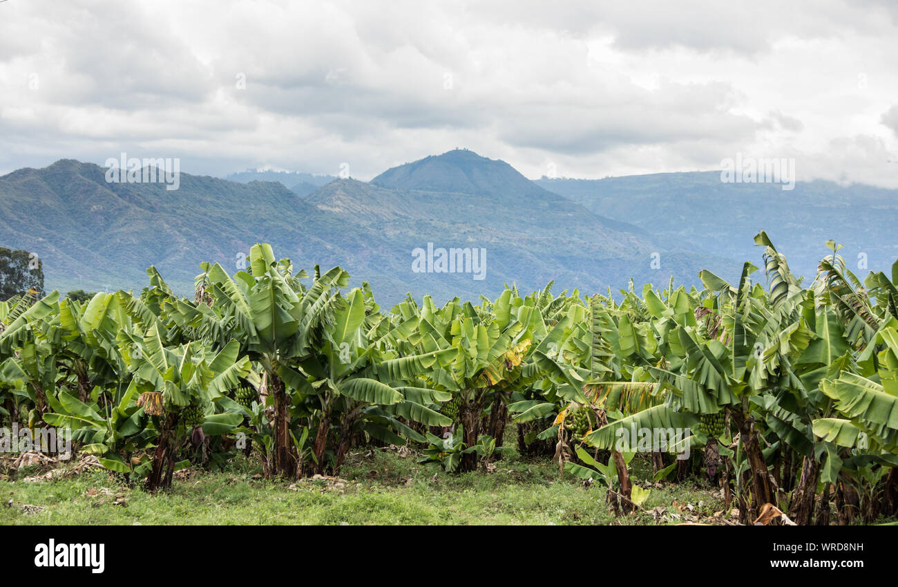 Plantación de bananos en el sur de Etiopía, cerca de Arba Minch. Foto de stock