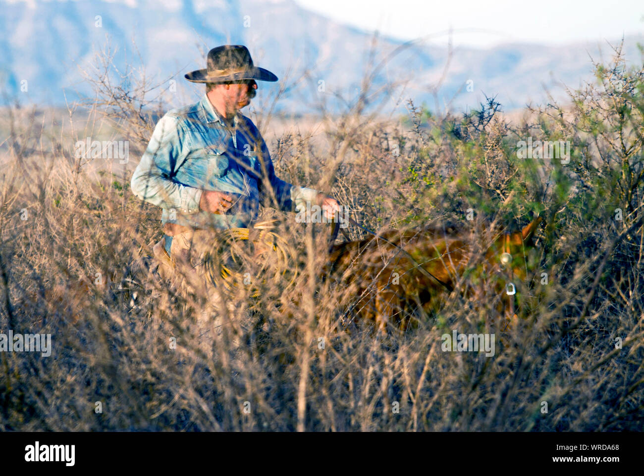 Cowboy buscando ganado suelto en un brushy parte de un rancho de Texas oeste durante un rodeo. Foto de stock