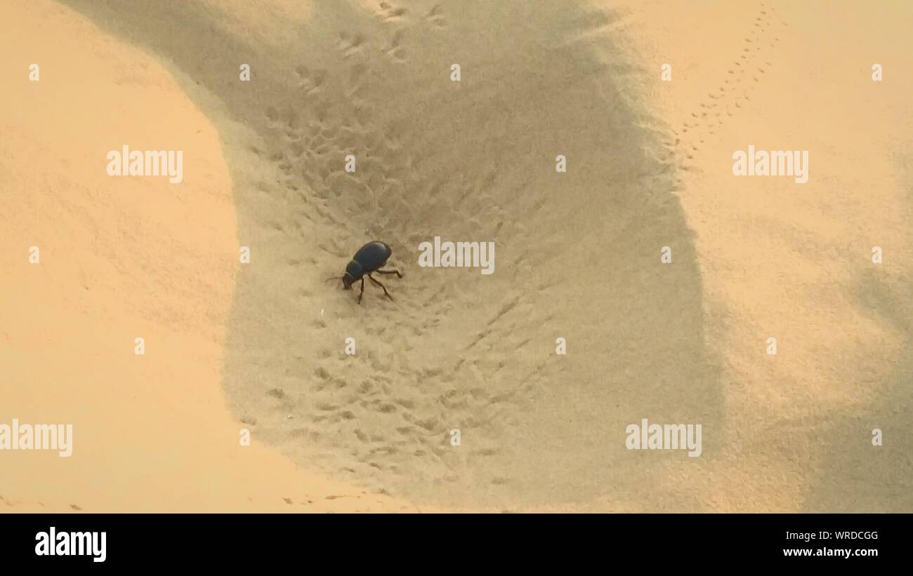Escarabajo negro sobre arena. Foto de stock