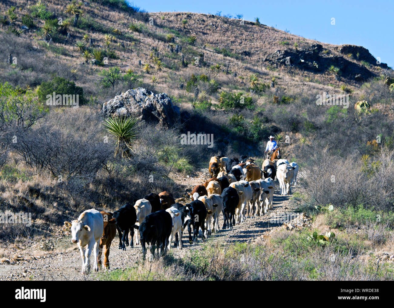 Cowboy conduciendo ganado hacia la pluma de envío en las primeras horas de la mañana en un rancho en el oeste de Texas. Foto de stock