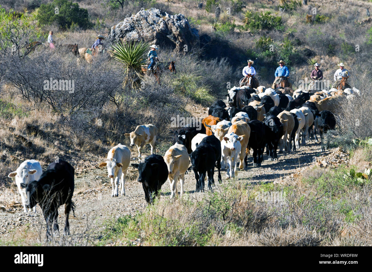Cowboys conduciendo ganado hacia la pluma de envío en las primeras horas de la mañana en un rancho en el oeste de Texas. Foto de stock