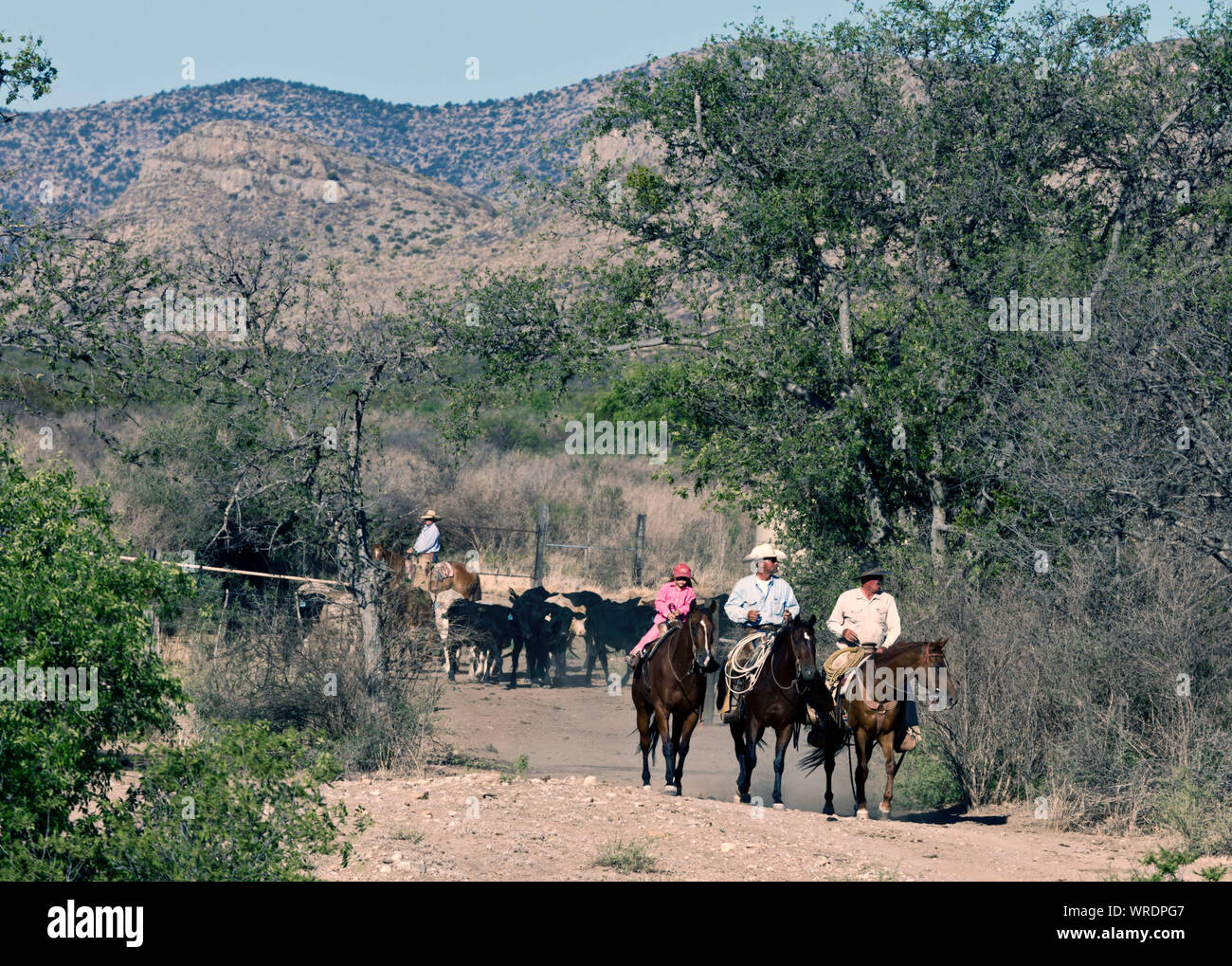 Los vaqueros y una joven mujer en un rancho de trabajo en el oeste de Texas. Foto de stock