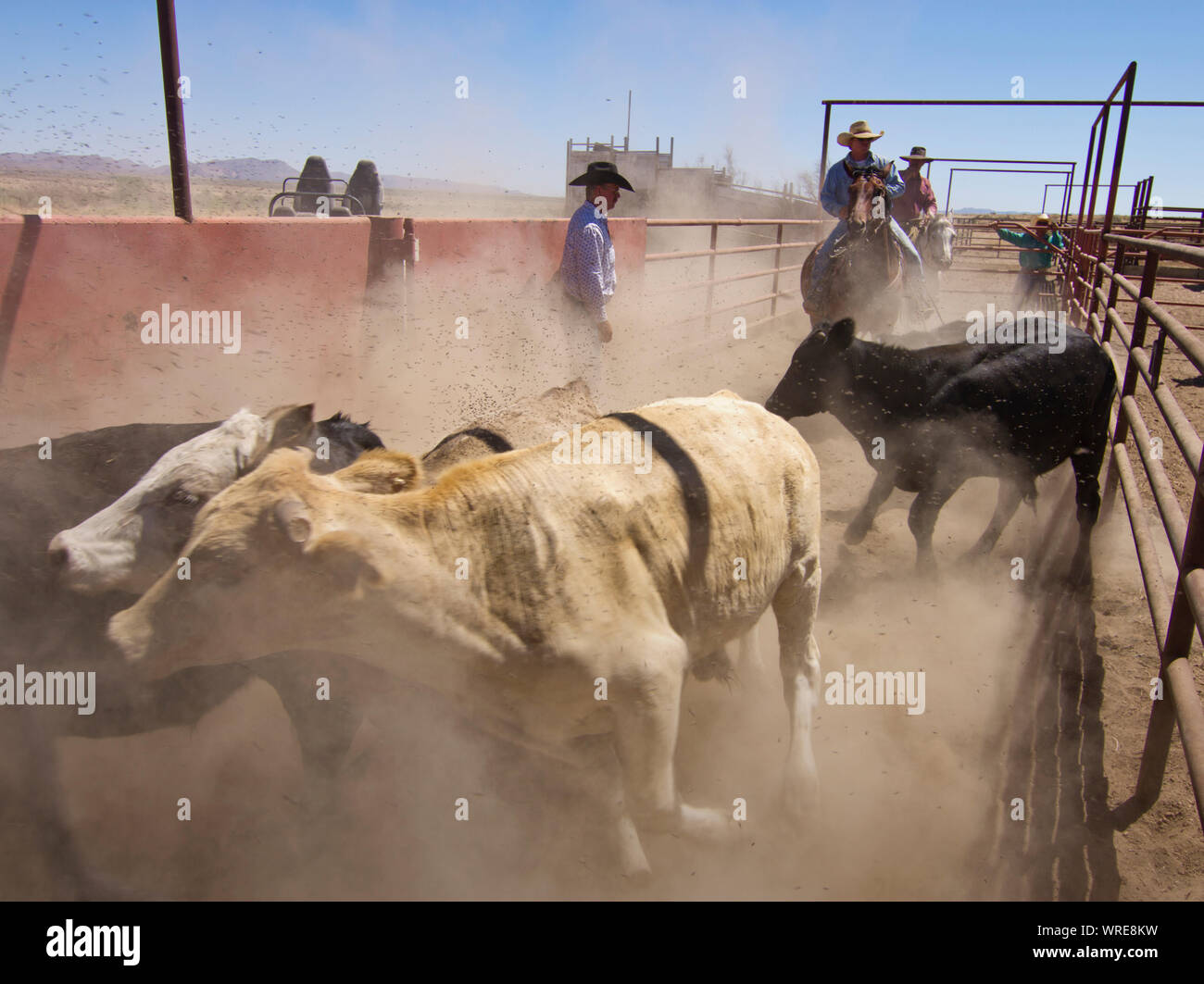 Escenas de la vida de rancho en el oeste de Texas Foto de stock